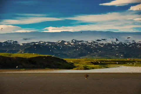 Fond d'écran Renard 4K · animals · 3840×2560
