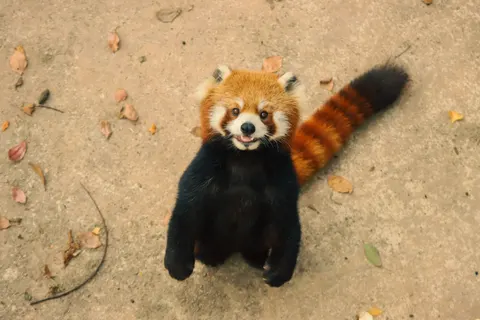 خلفية ثعلب بدقة 4K · animals · 3840×2560