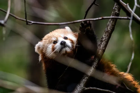 狐狸 4K壁纸 · animals · 3840×2560