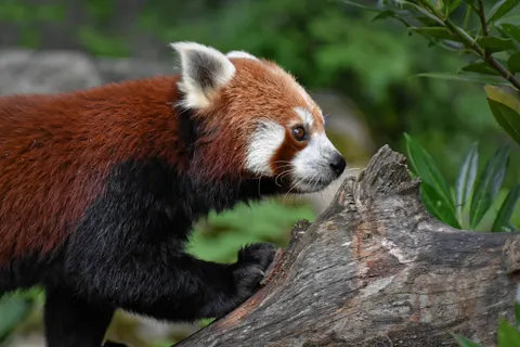 خلفية ثعلب بدقة 4K · animals · 3840×2560