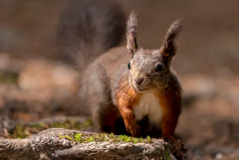 Fond d'écran Renard 4K · animals · 3840×2562