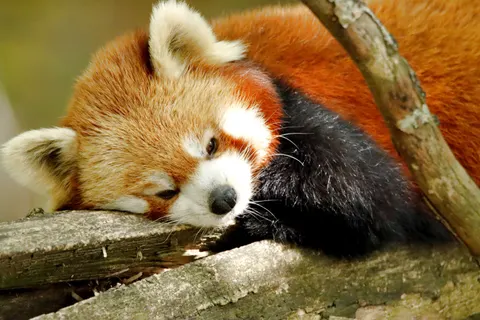 狐狸 4K壁纸 · animals · 3840×2560
