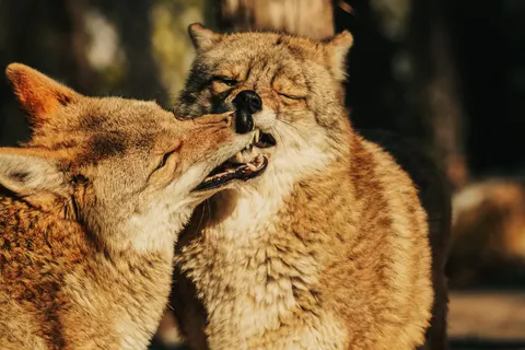 キツネ 4K壁紙 · animals · 3840×2560