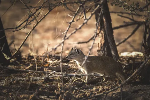 خلفية ثعلب بدقة 4K · animals · 3840×2560