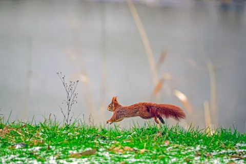 Fox 4K Wallpaper · animals · 3840×2560