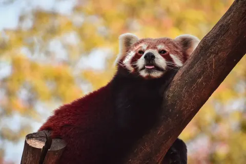 狐狸 4K壁纸 · animals · 3840×2560