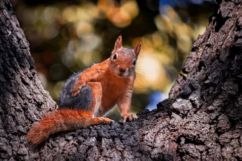 Fox 4K Wallpaper · animals · 3840×2560