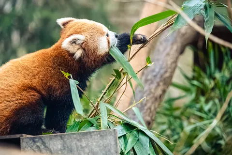 狐狸 4K壁纸 · animals · 3840×2560