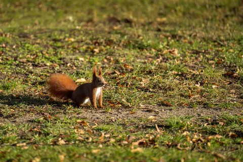 Fox 4K Wallpaper · animals · 3840×2560