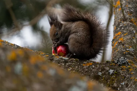 Обои Лиса 4K · animals · 3840×2560