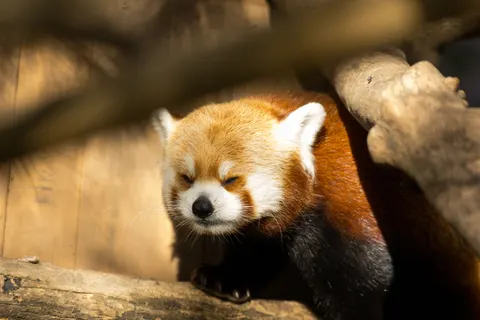 狐狸 4K壁纸 · animals · 3840×2561
