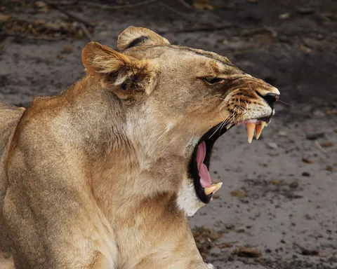Fond d'écran Lion 4K · animals · 3840×3073