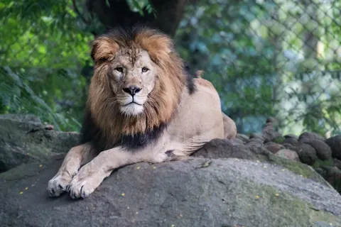 خلفية أسد بدقة 4K · animals · 3840×2560