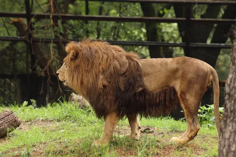 Fond d'écran Lion 4K · animals · 3840×2560