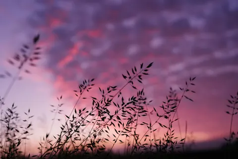 والپیپر غروب صورتی با کیفیت 4K · sunset · 3840×2560