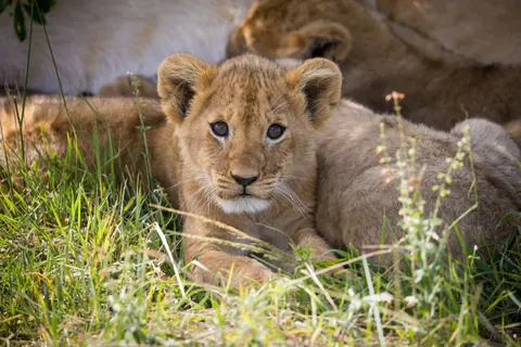 Fond d'écran Lion 4K · animals · 3840×2560