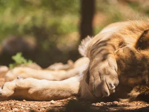 사자 4K 배경화면 · animals · 3840×2880
