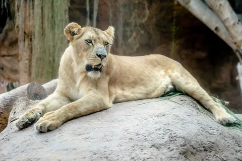 Fond d'écran Lion 4K · animals · 3840×2563