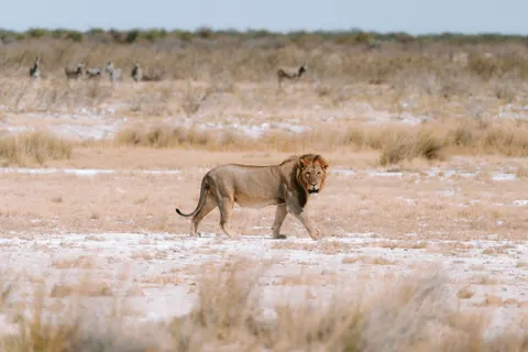 Fond d'écran Lion 4K · animals · 3840×2560