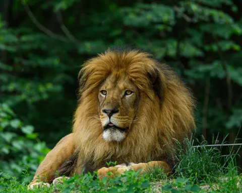 Fondo de pantalla León 4K · animals · 3840×3072