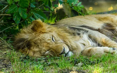 Lion 4K Wallpaper · animals · 3840×2408