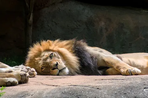 Fond d'écran Lion 4K · animals · 3840×2563
