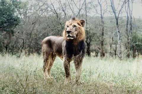 Fond d'écran Lion 4K · animals · 3840×2560