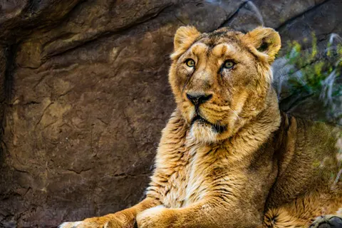 خلفية أسد بدقة 4K · animals · 3840×2560