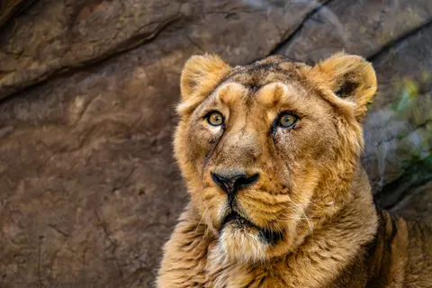 Löwe 4K Hintergrundbild · animals · 3840×2560
