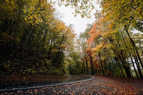 Sfondo Foresta Autunnale 4K · nature · 3840×2563
