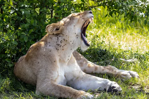 Fond d'écran Lion 4K · animals · 3840×2560
