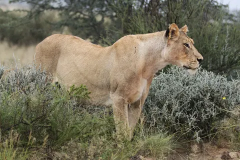 Lion 4K Wallpaper · animals · 3840×2560