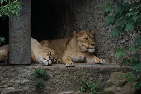 Fond d'écran Lion 4K · animals · 3840×2560