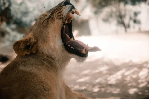 خلفية أسد بدقة 4K · animals · 3840×2560