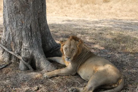 Lion 4K Wallpaper · animals · 3840×2560