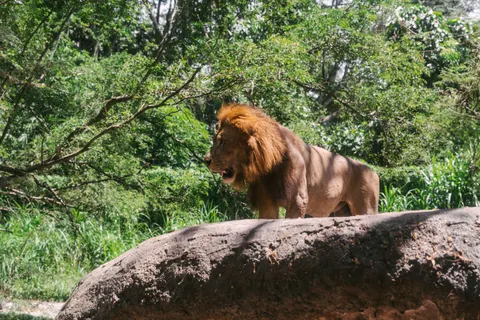 Löwe 4K Hintergrundbild · animals · 3840×2560