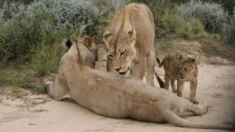 خلفية أسد بدقة 4K · animals · 3840×2160