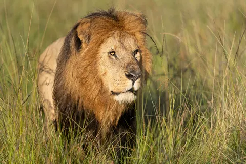 Löwe 4K Hintergrundbild · animals · 3840×2560