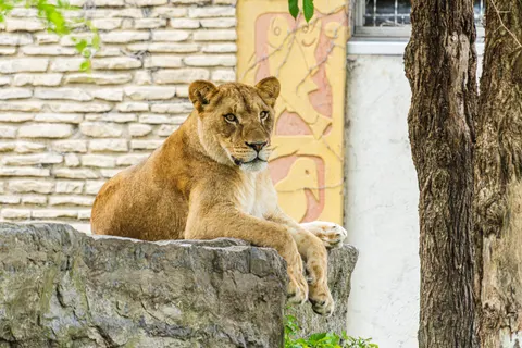 Fondo de pantalla León 4K · animals · 3840×2560
