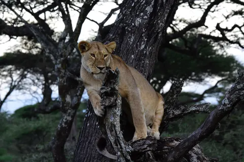 Löwe 4K Hintergrundbild · animals · 3840×2560