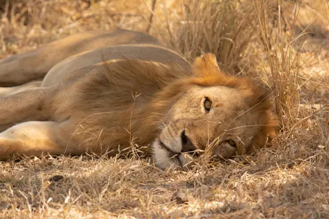 Fond d'écran Lion 4K · animals · 3840×2560