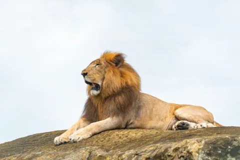 Lion 4K Wallpaper · animals · 3840×2563