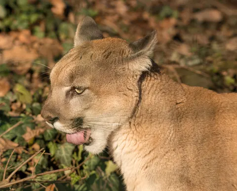 Fond d'écran Lion 4K · animals · 3840×3100