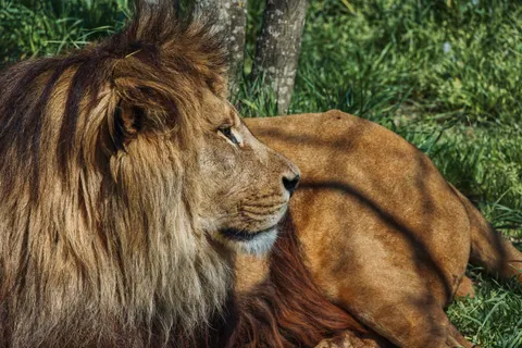 خلفية أسد بدقة 4K · animals · 3840×2560