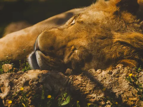 Löwe 4K Hintergrundbild · animals · 3840×2880