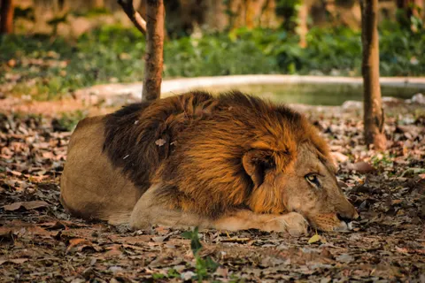 Fond d'écran Lion 4K · animals · 3840×2560