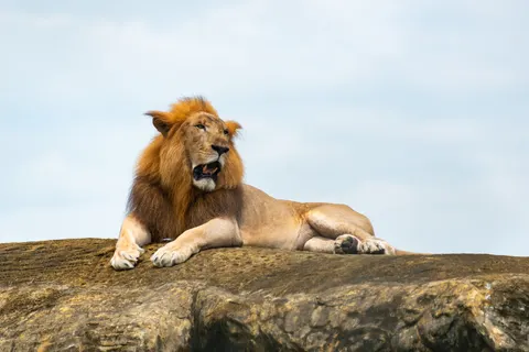 Fondo de pantalla León 4K · animals · 3840×2563