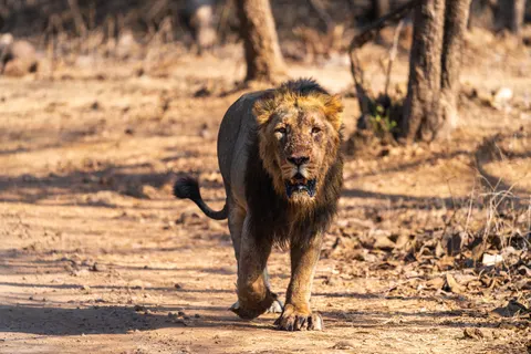 Fond d'écran Lion 4K · animals · 3840×2560