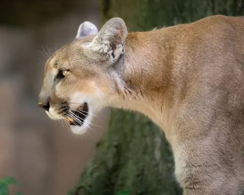 Fond d'écran Lion 4K · animals · 3840×3072