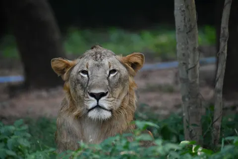 Fondo de pantalla León 4K · animals · 3840×2560